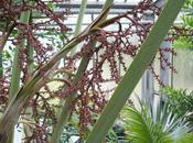 palmier rare, Pritchardiopsis jeanneneyi Nouvelle Calédonie fleurs