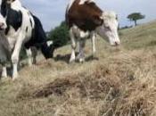 Sécheresse Urgence vraies mesures face drame agricole.