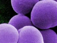 nouveau type staphylocoque doré identifié chez vaches laitières