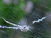 araignée brindille maitrise l'art camouflage