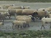 Moutons prés salés Baie Somme