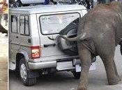 Inde (Vidéo) Deux éléphants fous sèment mort.