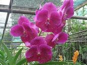 Noces d’orchidée