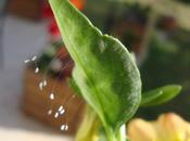 d'une feuille, juin 2011