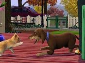 sims animaux company