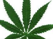 Dépénalisation cannabis lutte contre drogue nécessite nouvelle orientation