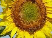 C'est l'été avec Tournesol Hélianthus