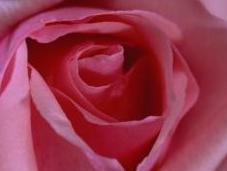 roses, nombreuses passions Guerlain