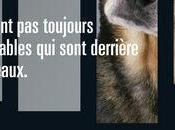 60000 abandons faim, soif, blessures, fourrière, euthanasiés...