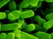 d’E.coli confirmé Bordeaux