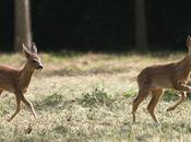 faons biche Lydéric.