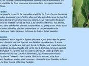 Site internet ficus ever