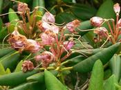 Comment Raté Rhododendrons Mais Pluie