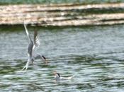 Jeux deux Sternes Pierregarin autour d'un poisson