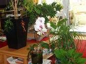 Conseils pour conserver plantes vertes pendant vacances