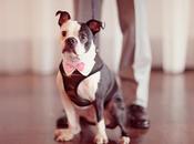 chien pour mariage