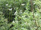 Valeriana officinalis