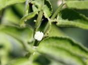 Sambucus hookeri