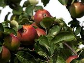 Survival gardening année sans pommes