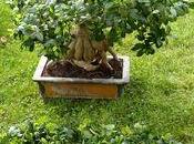 Taille ficus Ginseng, mois après rempotage