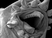 Insolite hydrothermal microscope