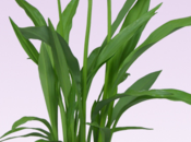 curcuma plante d'été