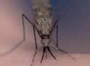 Lutte contre paludisme: moustiques dans filets gouvernement