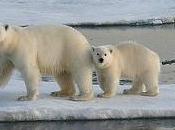 Tragique histoire d’une ourse polaire ourson