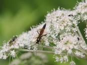 monde enchanté ombelles