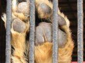 Pérou, animaux malades cirque, c'est fini