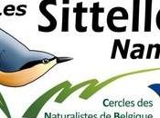 Nouveau site section Namur: Sittelles