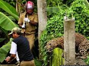 village attaqué léopard