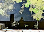 Week-end Reflections