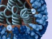 GRIPPE Virus, virulence, l’état synthétique science Nature Reviews Microbiology
