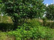 Plantes invasives plantes toxiques parc Seille Metz