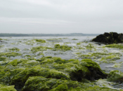 L’invasion algues vertes