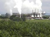 Huile palme l'implantation d'une usine France fait débat