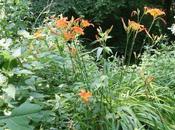 hémérocalle pétillante