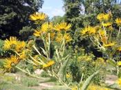 grandes jaunes pour l'été