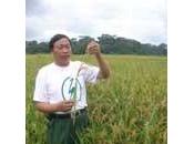 Coréens s'impliquent dans développement riziculture Cameroun