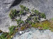 plus petit arbre monde alpin: salix retusa?