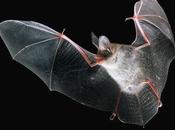 CHAUVE-SOURIS animal totem