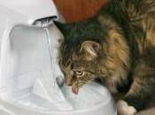 chat doit boire beaucoup d’eau