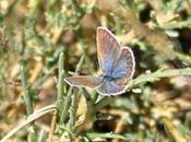 petits papillons bleus dessus maquis Corse...