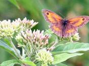 L'eupatoire, monde papillons