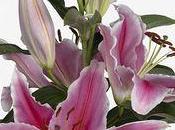 conseils pour conserver longtemps Liliums vase.