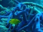 PROTECTION U.V.: corail, source d’écran solaire naturel? King’s College London