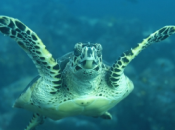 aires marines protégées pour préserver restaurer biodiversité