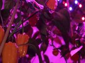 fermes futur produisent trois fois plus