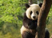 Insolite excréments panda pour produire biocarburant